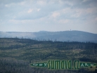 Lýkožrout smrkový