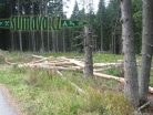 Lýkožrout smrkový
