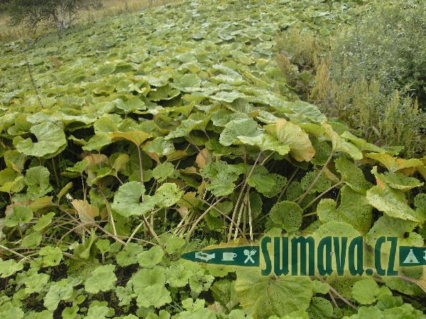 Skelná
