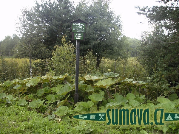 Skelná