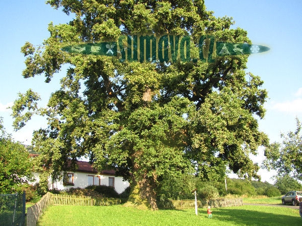 Starodvorské duby, Starý Dvůr