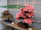 výstava Bonsai Merklín