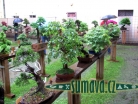 výstava Bonsai Merklín