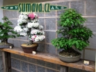 výstava Bonsai Merklín