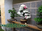 výstava Bonsai Merklín
