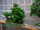 výstava Bonsai Merklín
