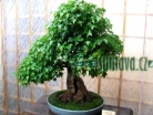 výstava Bonsai Merklín