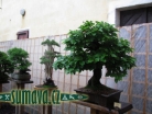 výstava Bonsai Merklín