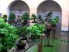 výstava Bonsai Merklín