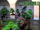 výstava Bonsai Merklín