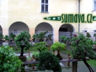 výstava Bonsai Merklín