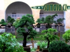 výstava Bonsai Merklín