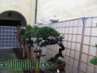 výstava Bonsai Merklín