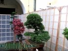 výstava Bonsai Merklín