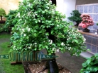 výstava Bonsai Merklín