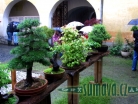 výstava Bonsai Merklín