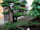 výstava Bonsai Merklín