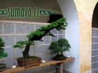 výstava Bonsai Merklín