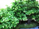 výstava Bonsai Merklín