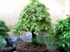 výstava Bonsai Merklín
