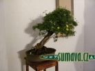výstava Bonsai Merklín