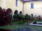výstava Bonsai Merklín