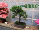 výstava Bonsai Merklín
