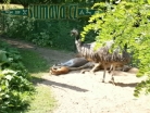 ZOO Plzeň