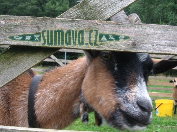 zvířata Šumavy