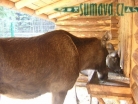 zvířata Šumavy
