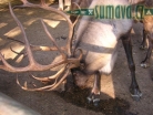 zvířata Šumavy