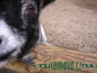 zvířata Šumavy