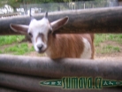 zvířata Šumavy