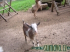 zvířata Šumavy
