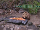 zvířata Šumavy