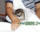 zvířata Šumavy