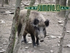 zvířata Šumavy