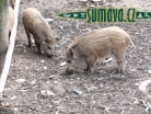 zvířata Šumavy