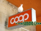 zvířata Šumavy