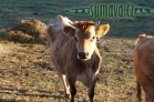 zvířata Šumavy