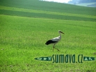 zvířata Šumavy