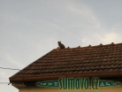 zvířata Šumavy