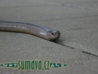 zvířata Šumavy