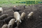 zvířata Šumavy