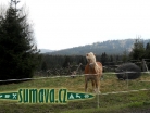 zvířata Šumavy