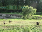zvířata Šumavy