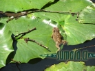 zvířata Šumavy