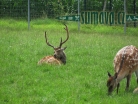zvířata Šumavy