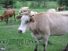 zvířata Šumavy