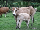 zvířata Šumavy